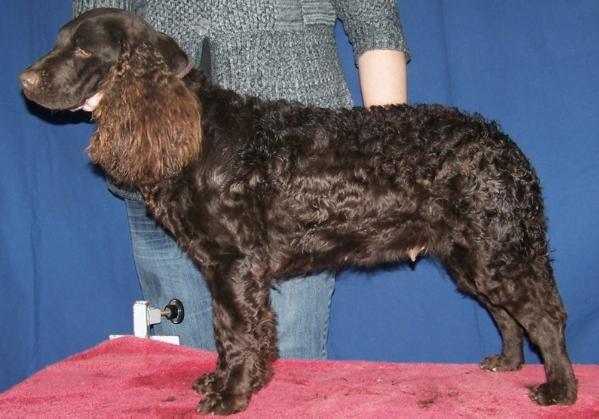 Fowl Play Lady Antebellum | American Water Spaniel 