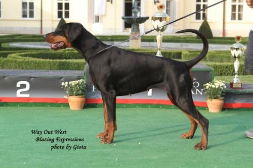 Way Out West Blazing Expressions | Black Doberman Pinscher