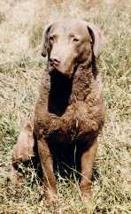 Ironwoods Stone E Cubs | Chesapeake Bay Retriever 