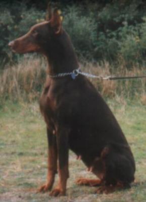 Altea de Arealva | Brown Doberman Pinscher