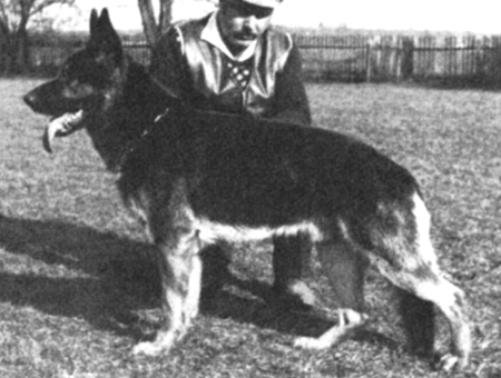 Edo von der Falkensteinsäge | German Shepherd Dog 