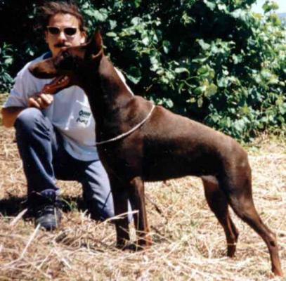 Arena de Covalta | Brown Doberman Pinscher