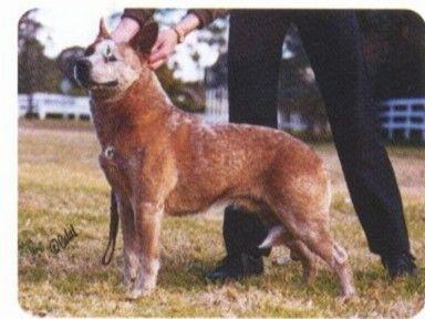 Arakoon True Red Ozzie | Australian Cattle Dog 