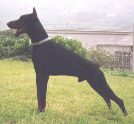 Breogan de Arealva | Black Doberman Pinscher