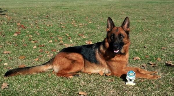 Xkyra vom Zeder Kamme | German Shepherd Dog 