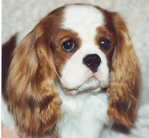 Toraylac Joshua | Cavalier King Charles Spaniel 