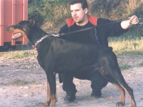 Vincens del Jardin de Elfos | Black Doberman Pinscher