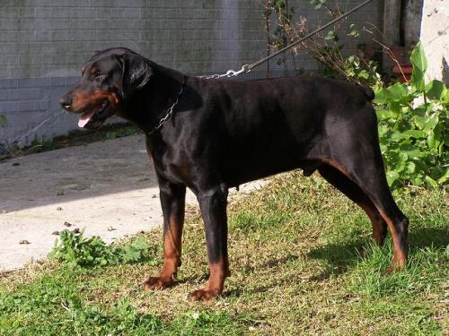 Homer de Arealva | Black Doberman Pinscher