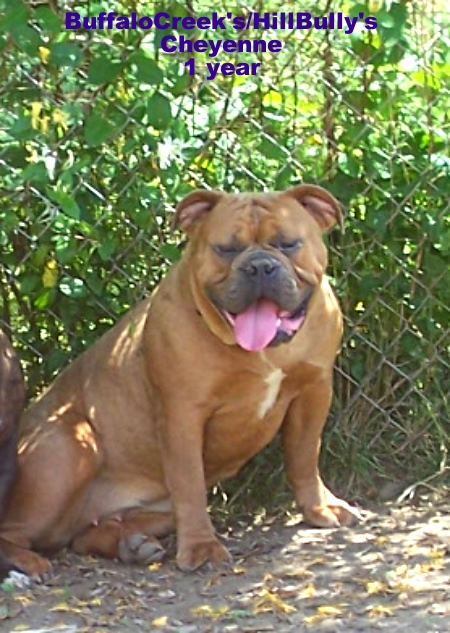 Buffalocreek's Cheyenne | Olde English Bulldogge 