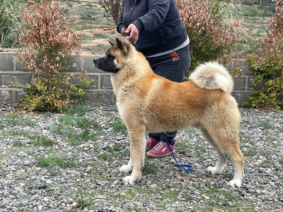 Volmaan Zeta Kuma Hunter Kennel | Akita 