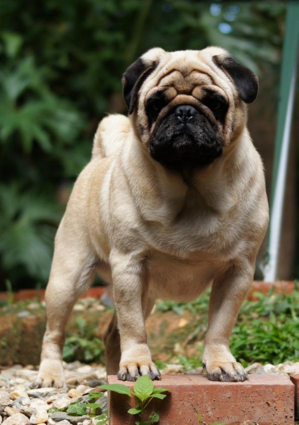 Lleo-Sanmart lluc | Pug 