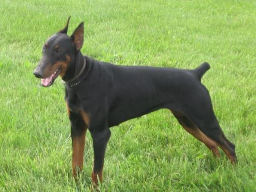 Aalya Jaburi | Black Doberman Pinscher