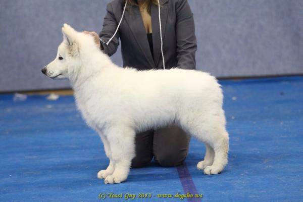 Incredible Winner du bois des ternes | White Swiss Shepherd Dog 