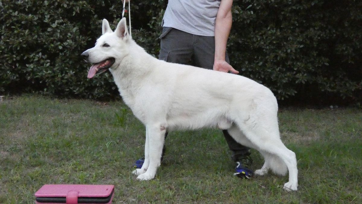 Donner Weiss di Grande Inverno | White Swiss Shepherd Dog 