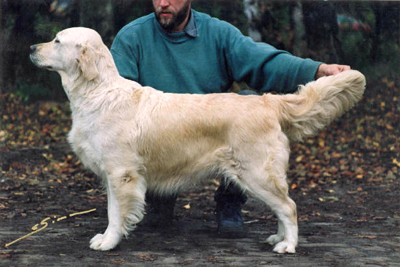 Westley Cathrina | Golden Retriever 