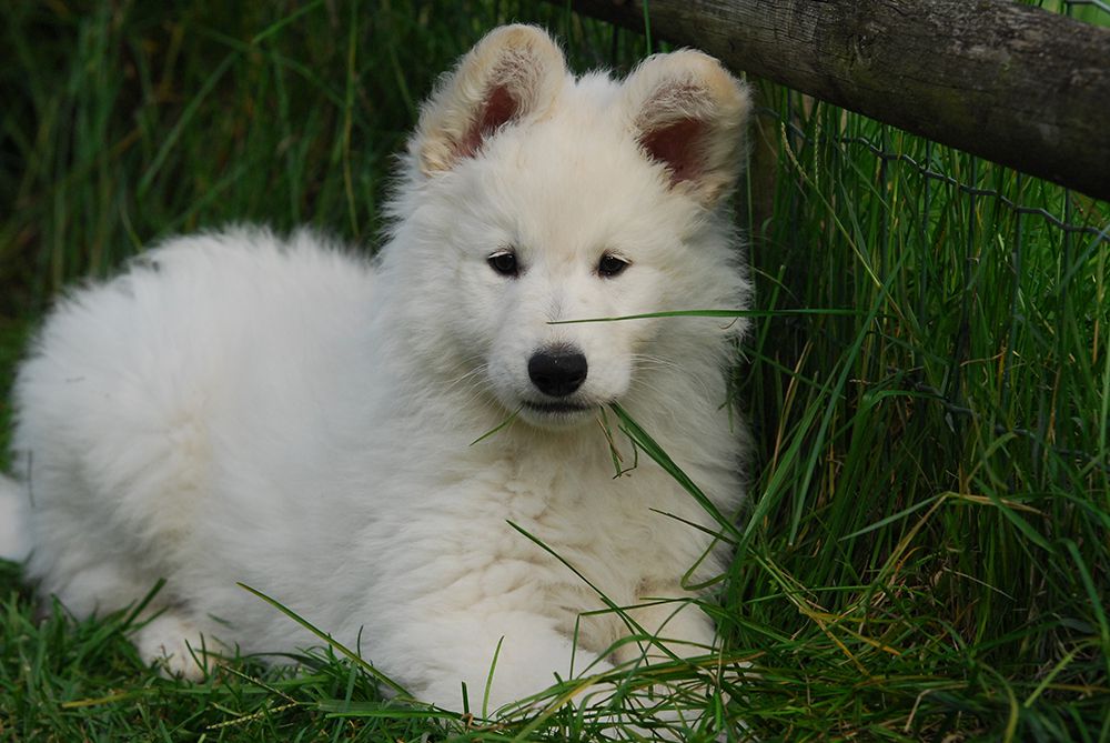 Lungoresina Josie sweet Olivia | White Swiss Shepherd Dog 