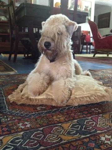 Pregone's Soft Sophia | Soft Coated Wheaten Terrier 