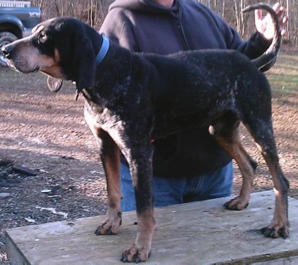 LittleJohn's Little Arkie II | Bluetick Coonhound 