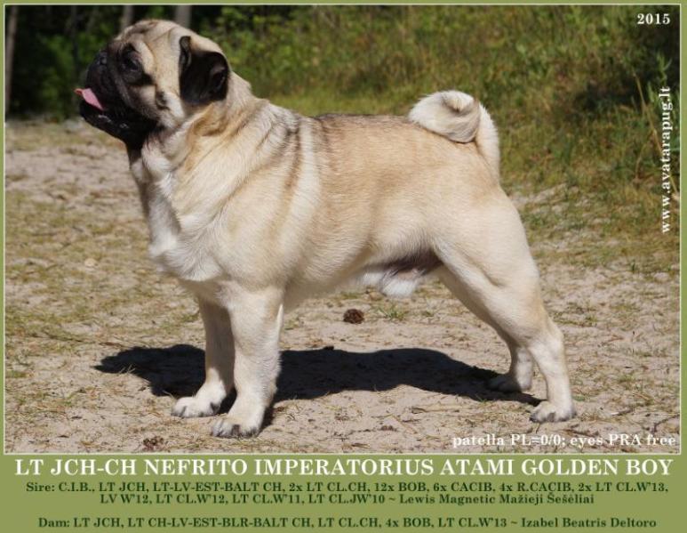 NEFRITO IMPERATORIUS ATAMI GOLDEN BOY | Pug 