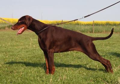 Yakarta v. Residenzschloss | Brown Doberman Pinscher