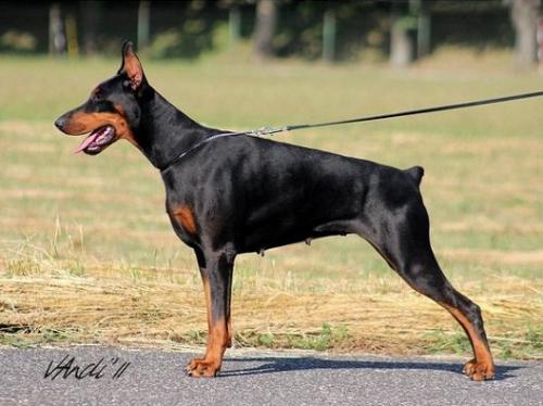 Osca From King of Darkness | Black Doberman Pinscher