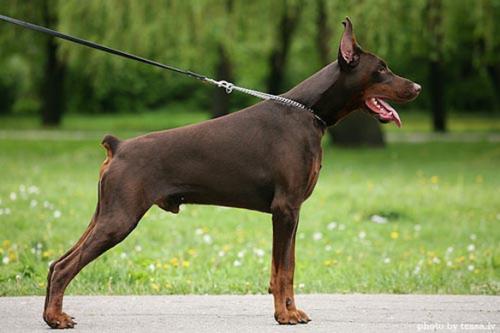 Imidz Ubar Daloris | Brown Doberman Pinscher