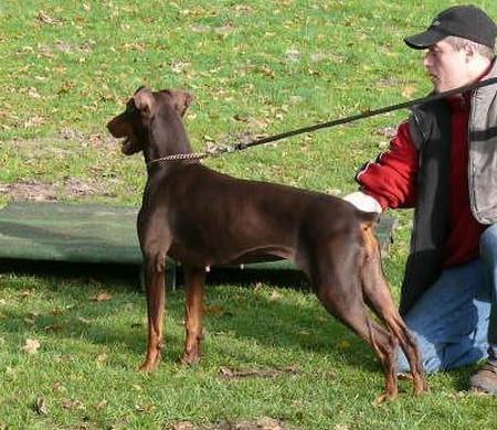 Gilla v.d. Burgstätte | Brown Doberman Pinscher