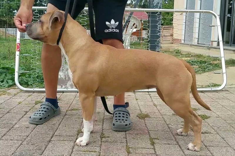 Anonymous D-E Dharma The Path to Nirvana | American Staffordshire Terrier 