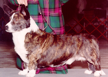 Antoc Gabriel of Grangefield | Cardigan Welsh Corgi 