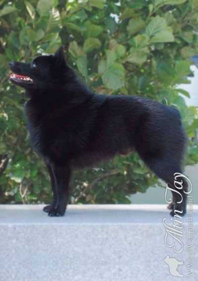 altin tay Sovereign | Schipperke 