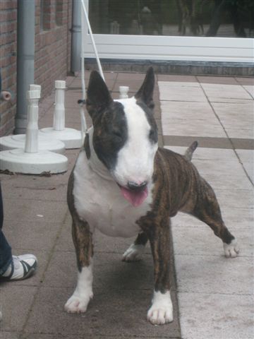 Super Bowl's Foreigner | Bull Terrier 