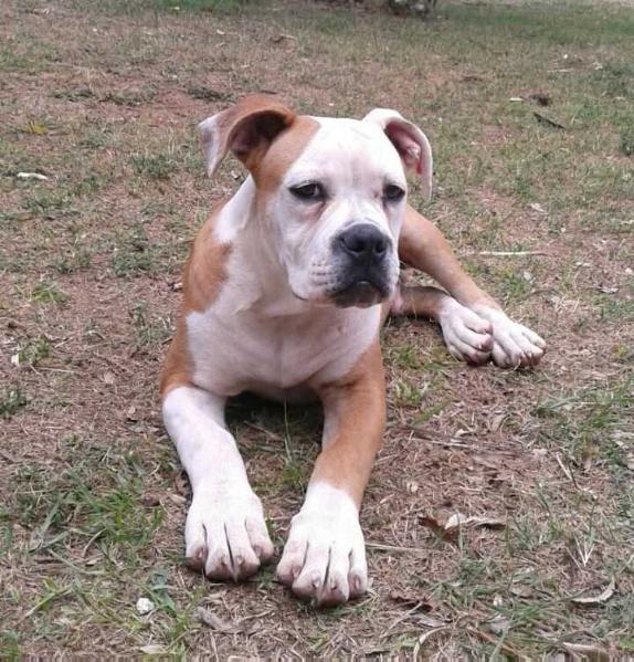 danibull's tyson 4 | American Bulldog 