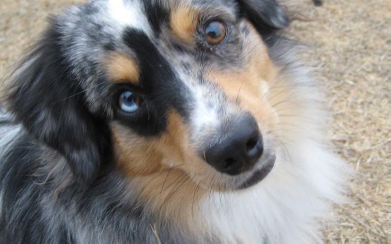 Simcha Rabinowitz Silvert | Australian Shepherd 