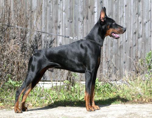 Oberon iz Zvezdnyh Vrat | Black Doberman Pinscher