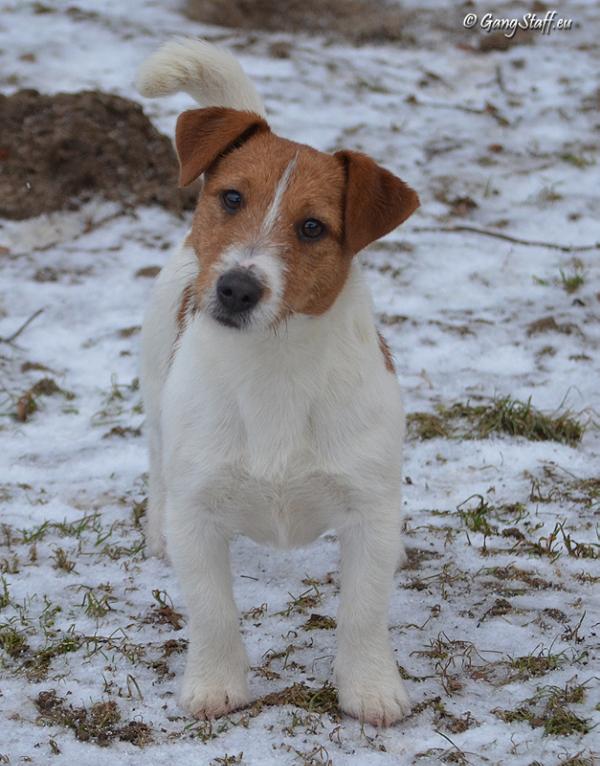 Gang-Staff (FCI) NOBODY'S BUSINESS | Jack Russell Terrier 