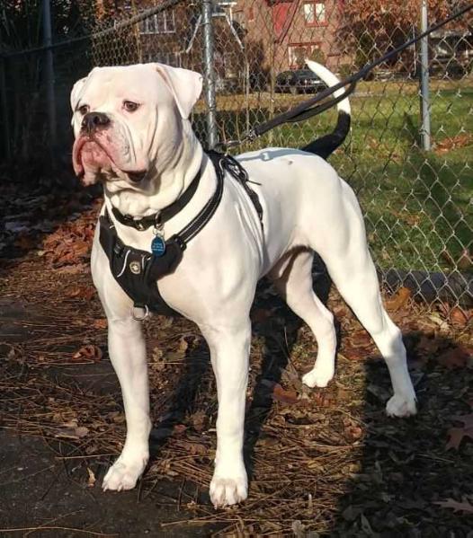 Moody's Jasper | American Bulldog 