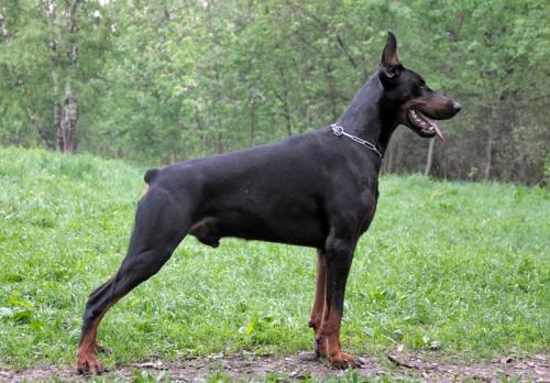 Odin iz Zvezdnyh Vrat | Black Doberman Pinscher