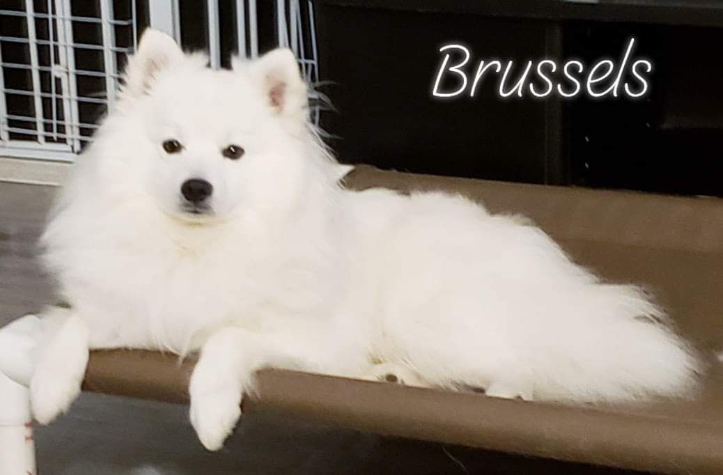 Wynneiras Polar Prince | American Eskimo Dog 