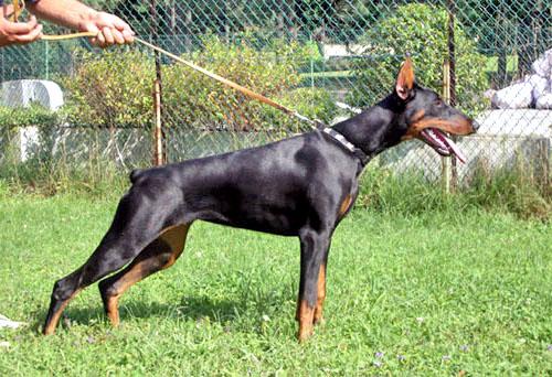 Ombra iz Zvezdnyh Vrat | Black Doberman Pinscher