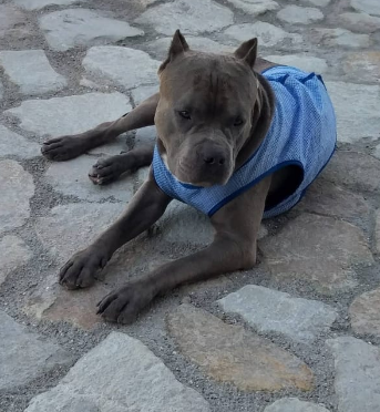 Moonlight Fantazy Lamborgini Diablo | American Staffordshire Terrier 