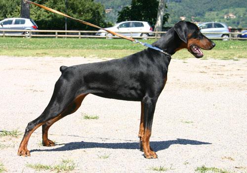 Orsa iz Zvezdnyh Vrat | Black Doberman Pinscher