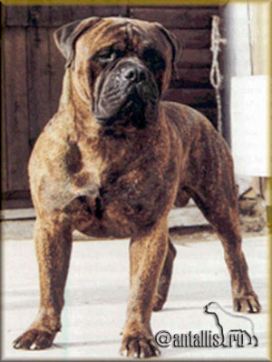 Hurry vom frankental of jobull | Bullmastiff 