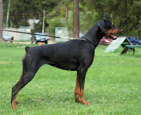 Olivia iz Zvezdnyh Vrat | Black Doberman Pinscher