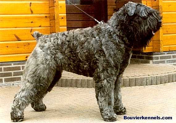 Nigel Ben Faisca v.d. Overstort | Bouvier des Flandres 