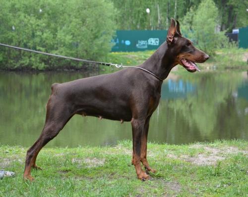 Onda iz Zvezdnyh Vrat | Brown Doberman Pinscher