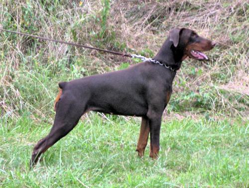 O'BJ iz Zvezdnyh Vrat | Brown Doberman Pinscher