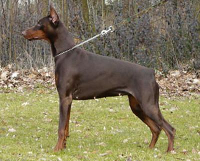 Arizona v. Hunnoterra | Brown Doberman Pinscher