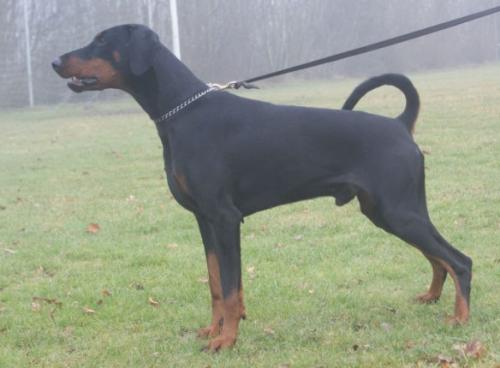 True North Phanteon | Black Doberman Pinscher