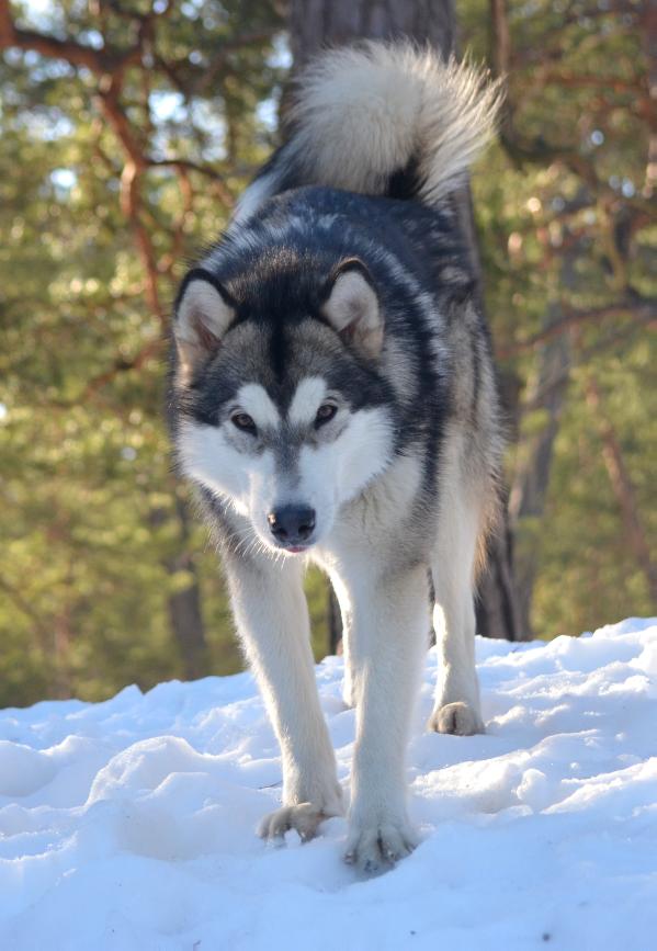 Cahppes Lucky Amabuq | Alaskan Malamute 