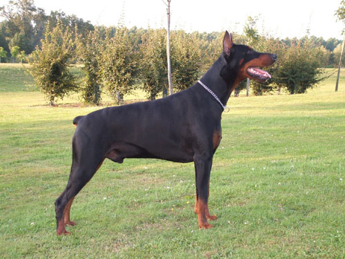 Tulcky de la Vallee de Pissevin | Black Doberman Pinscher